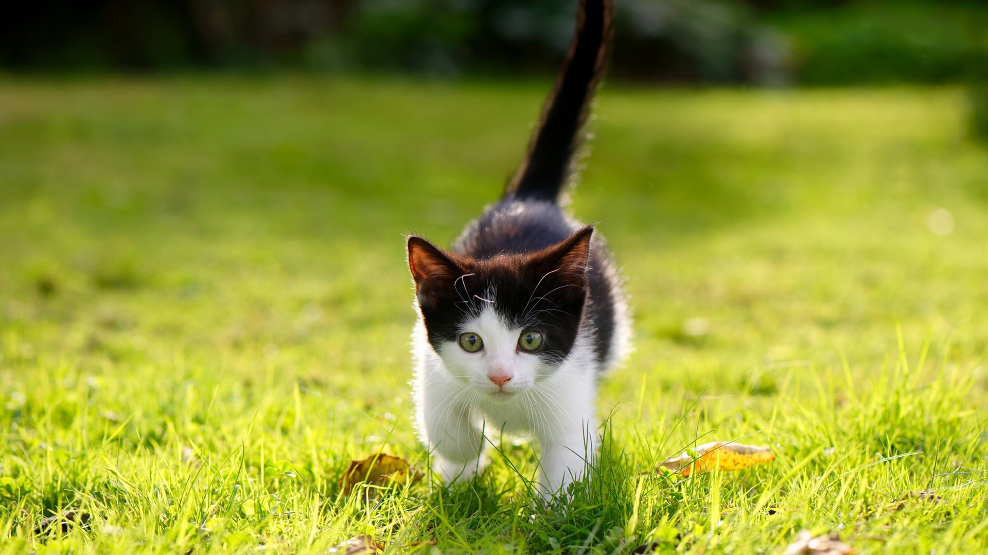 开云中国-“意甲老牌劲旅状态火热，迎难而上追逐欧战名额”，意甲老球队