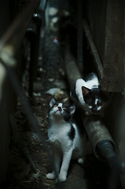 kaiyun官方入口登录-第一人称：明星球员的比赛日记揭秘，第一人称踢球