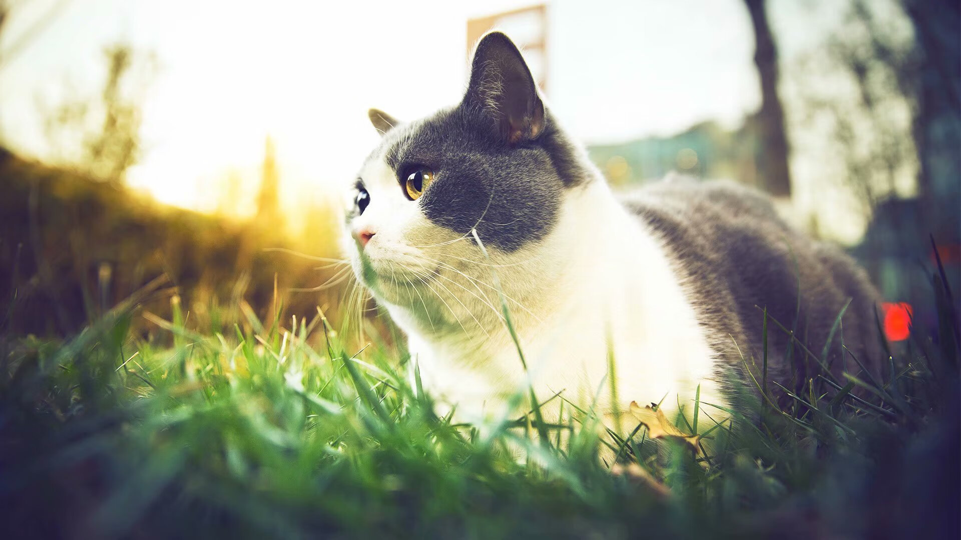 第一人称:明星球员的比赛日记揭秘,第一人称踢球