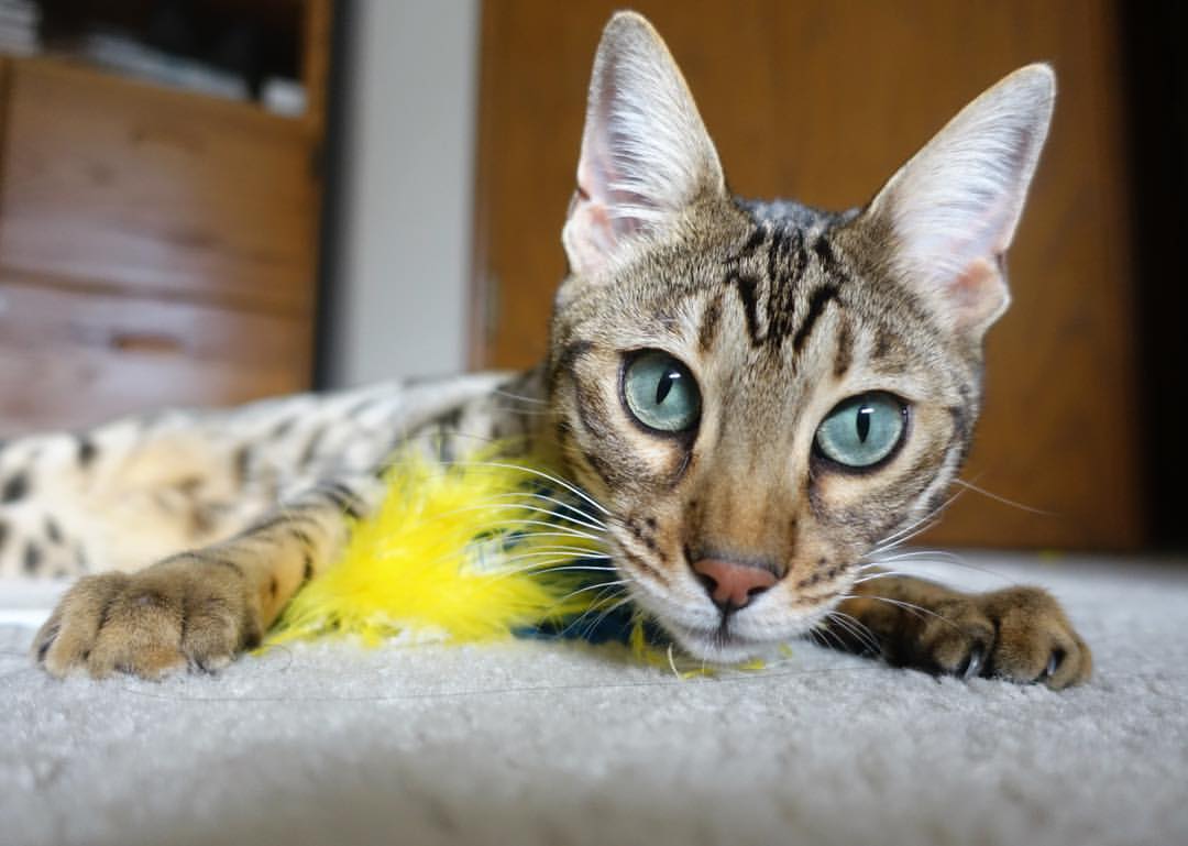 KAIYUNAPP-线上青训课程大规模推广，助推数字足球新生态，线上足球活动