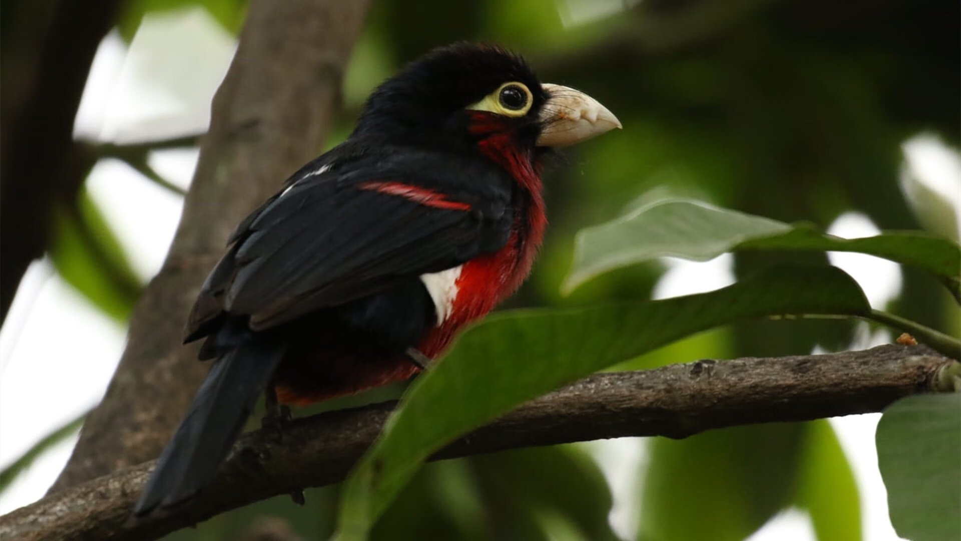 开云官方网站-退役球员的“第二人生”：他们转战哪些行业？，第二人生退役后还能工作吗