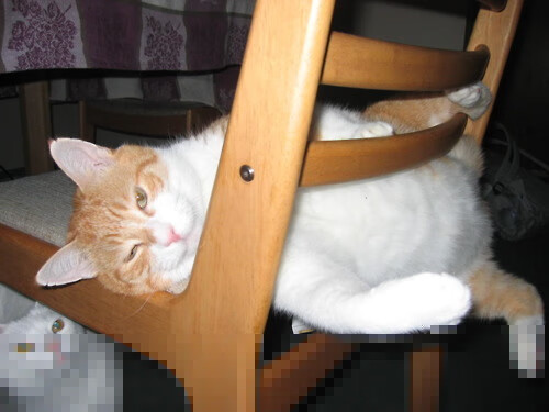 中国跳水队全胜收官,陈芋汐十米台表现堪称完美,跳水冠军陈芋汐几岁