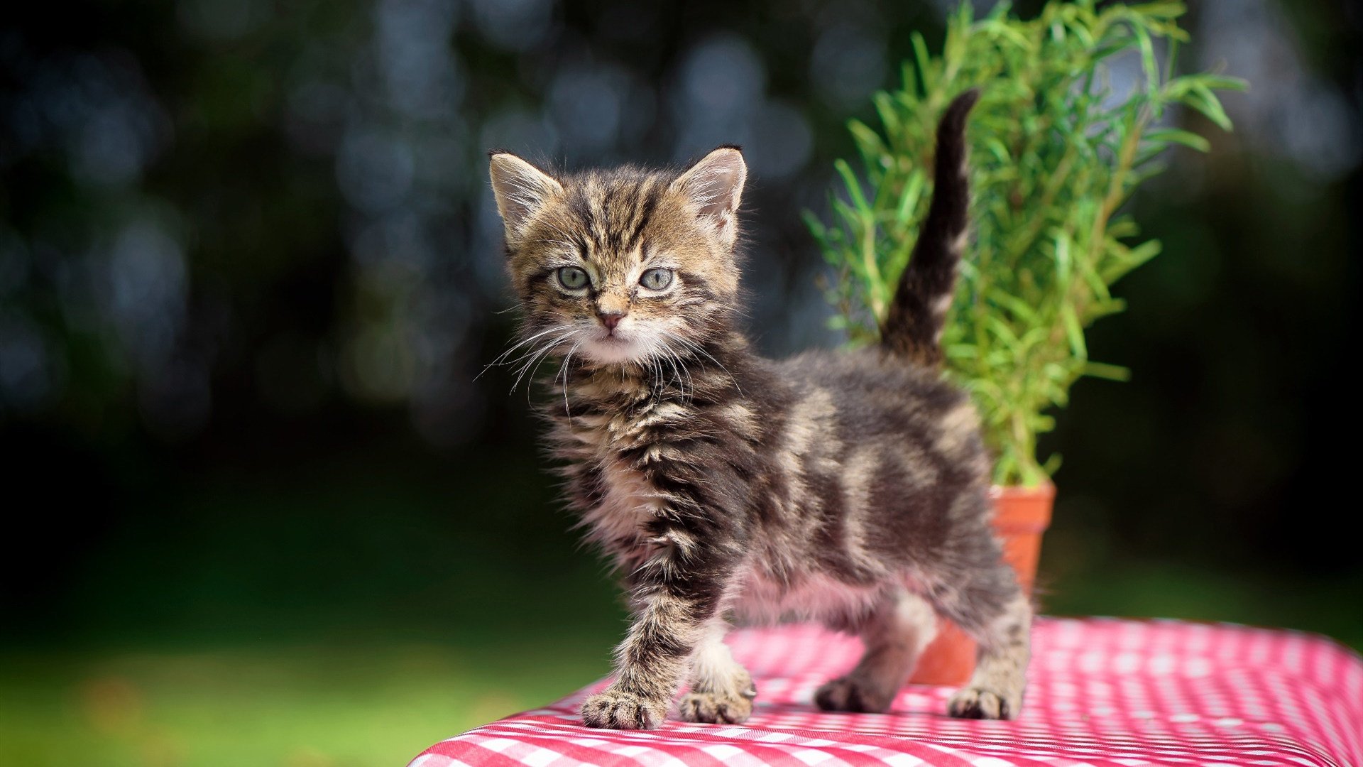 卡利亚里主场击败亚特兰大,实现反击,卡利亚里转入球员