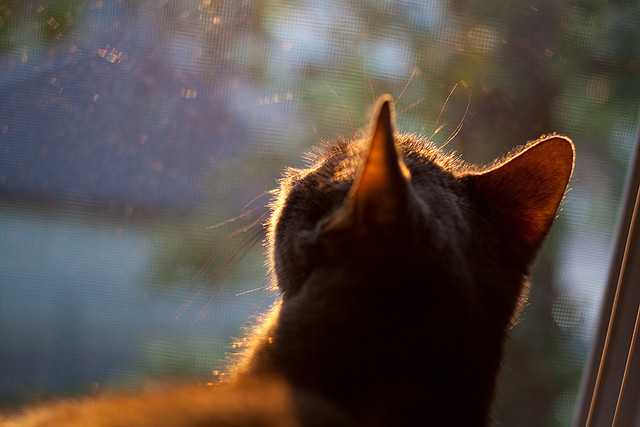 战队教练团队策略调整,教练技术团队守则