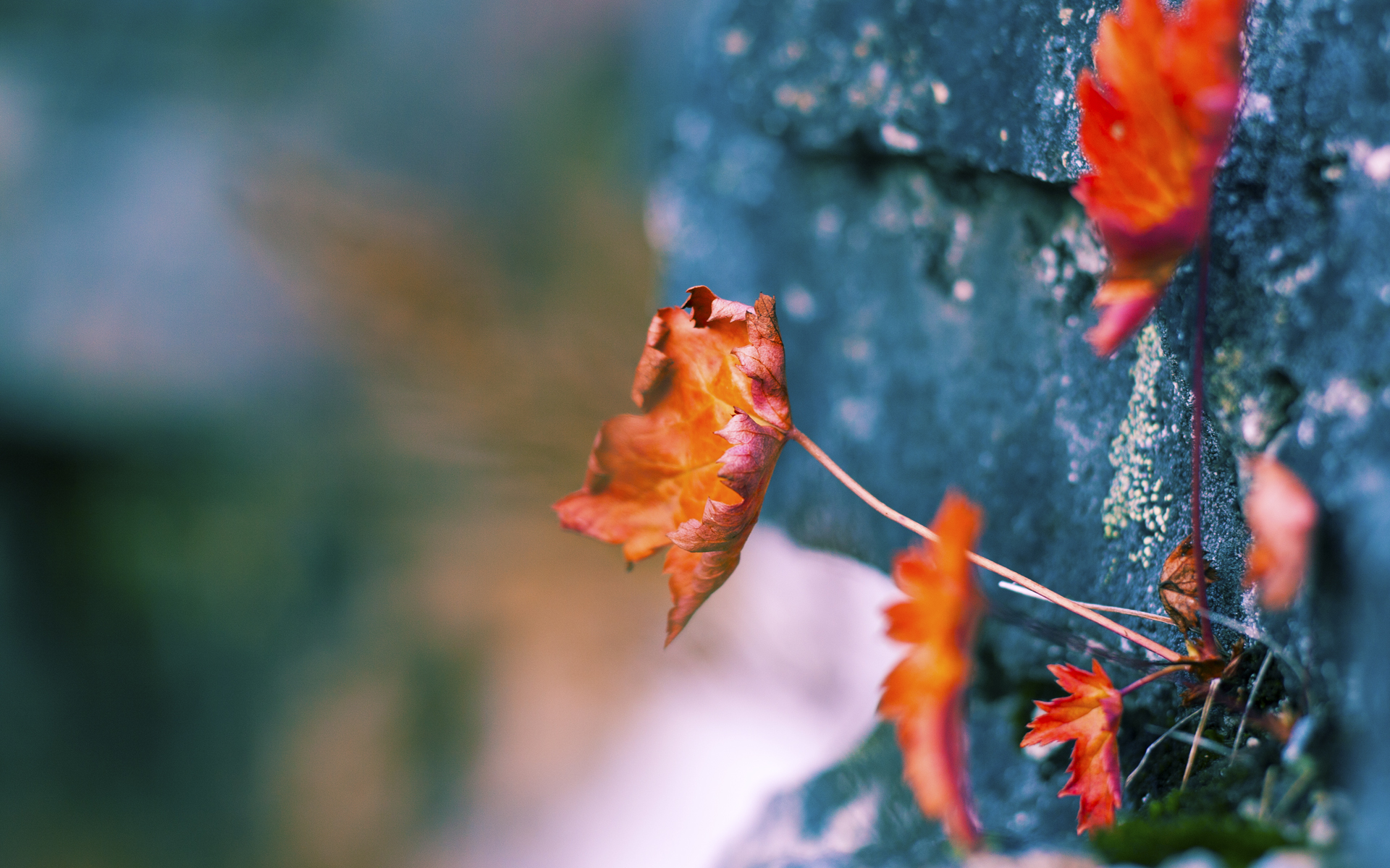 开云官方-步行者队年轻核心球员成长，步行者 球员