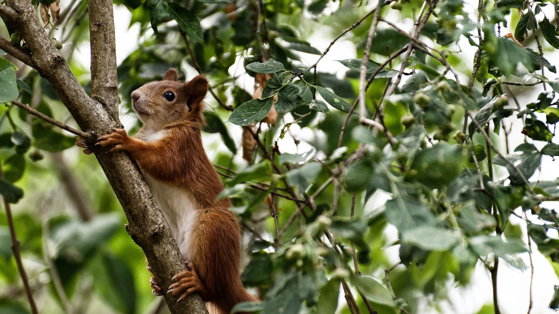 立陶宛战白俄罗斯,欧洲国家联赛实力对决,立陶宛对俄发出强硬警告