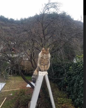 篮球世界杯预选赛首轮完美收官 中国队成绩喜人,篮球世界杯预选赛分组