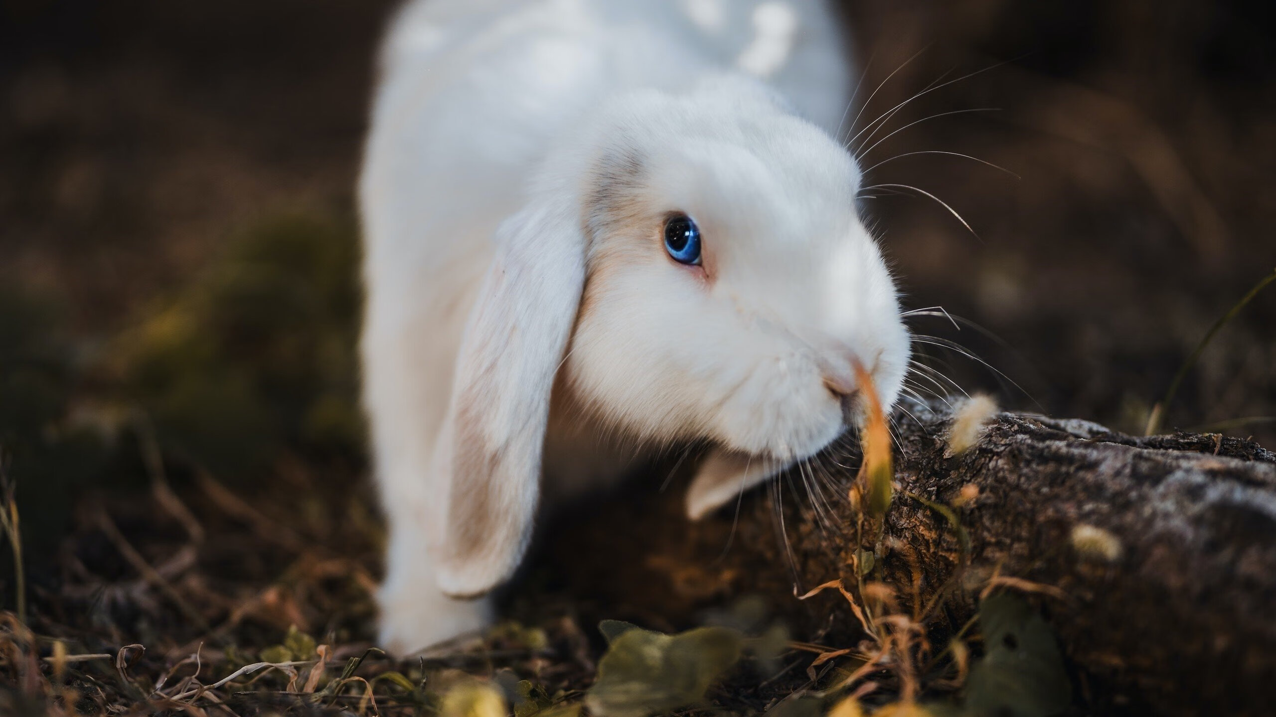 开云平台-纷纷扰扰的场上战斗，队员拼搏拼杀，纷纷扰扰什么意思_