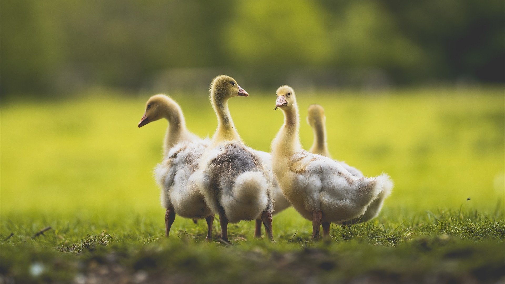 kaiyun体育app-西班牙年轻球员崭露头角，西班牙年轻中场