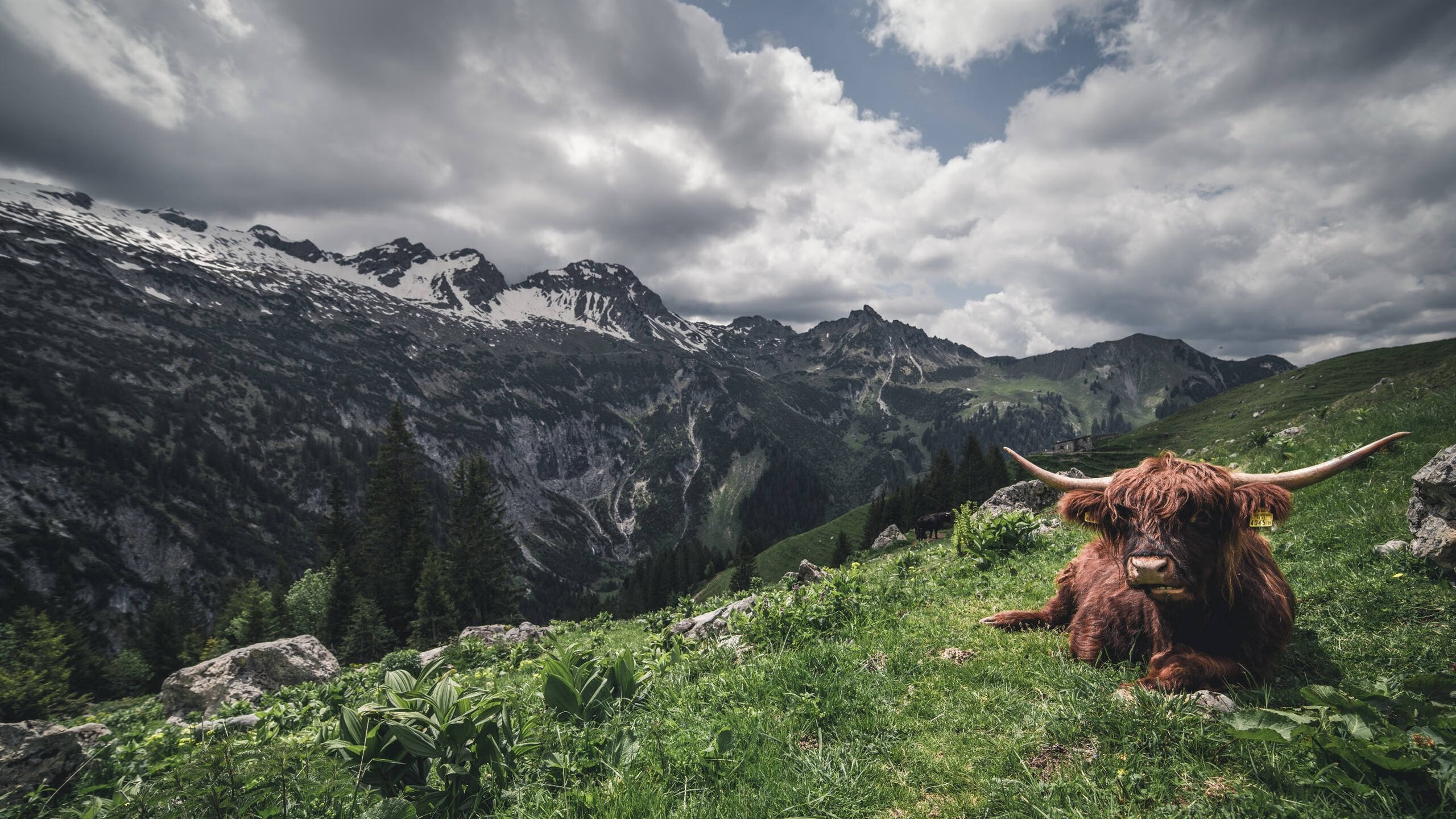 意甲球队运用心率变异性预测过度训练风险,心率变异性在训练中的应用