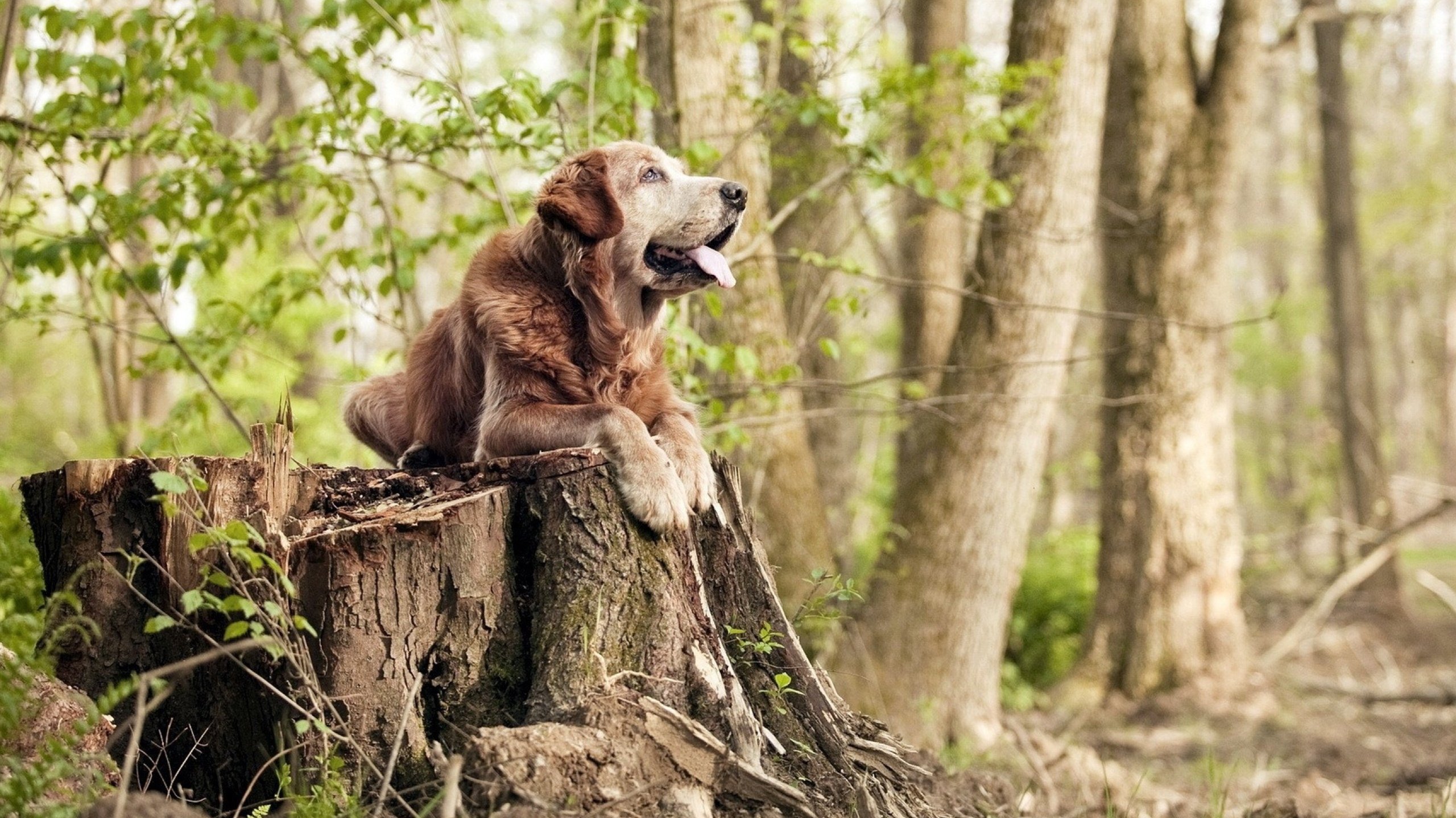 篮球专项技能动作标准化训练方法探索及创新，篮球各项基本技术动作要领讲解