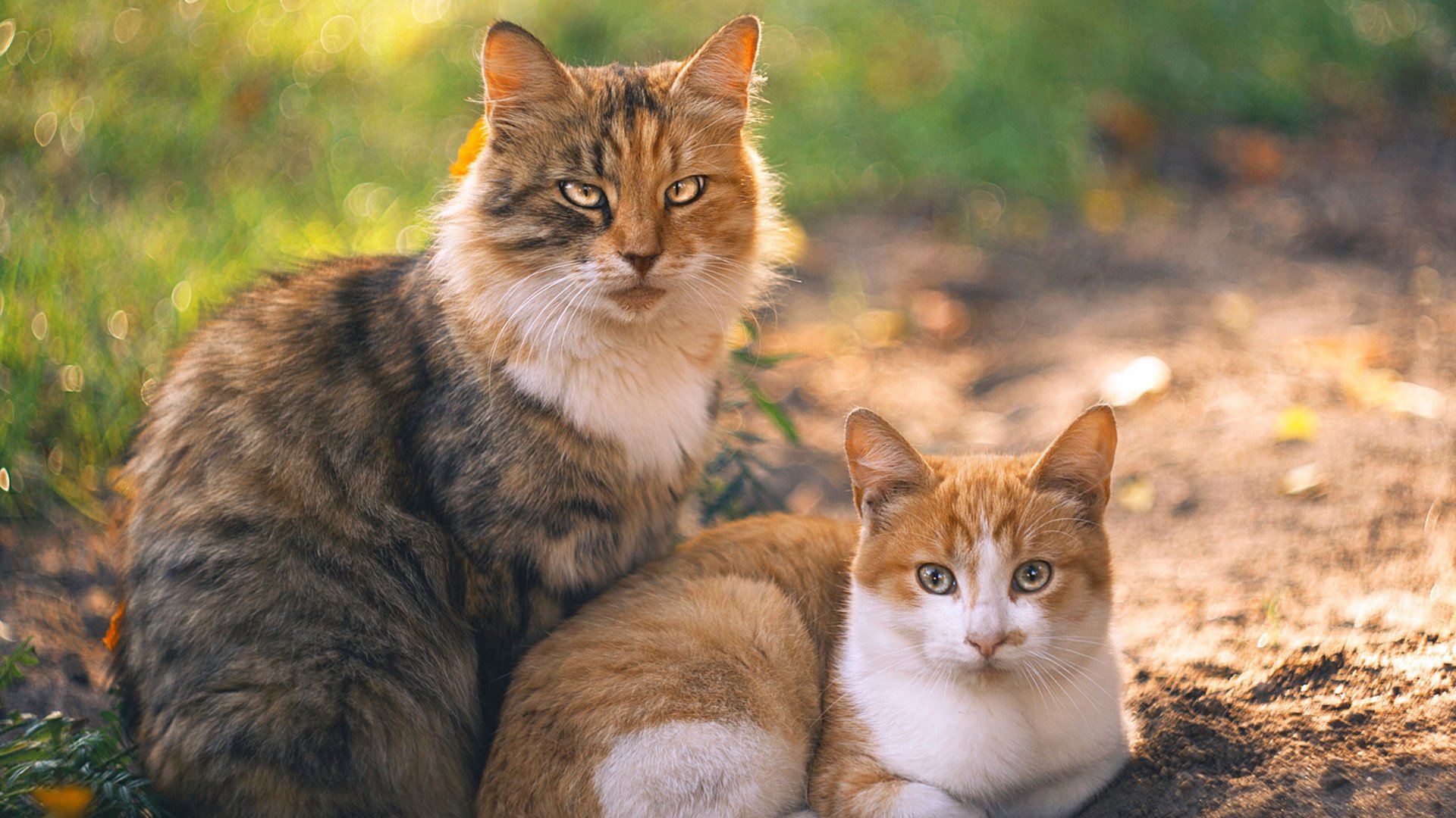 运动行为对青少年网络依赖的调节作用研究,阐述运动对于青少年的帮助和影响