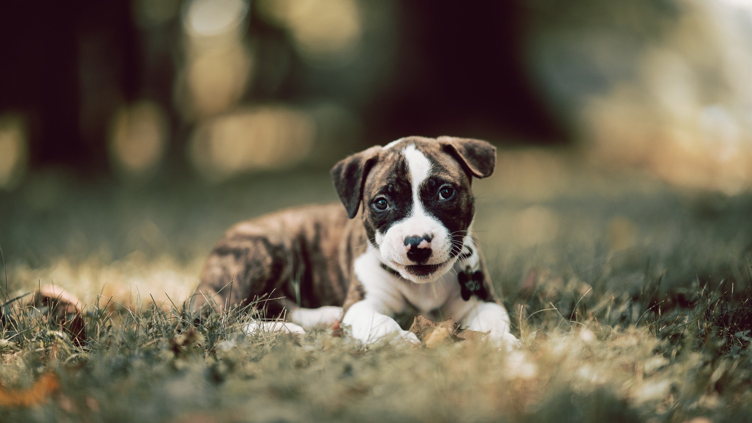 中场核心发挥关键作用,助力球队攻防平衡,中场球员技巧