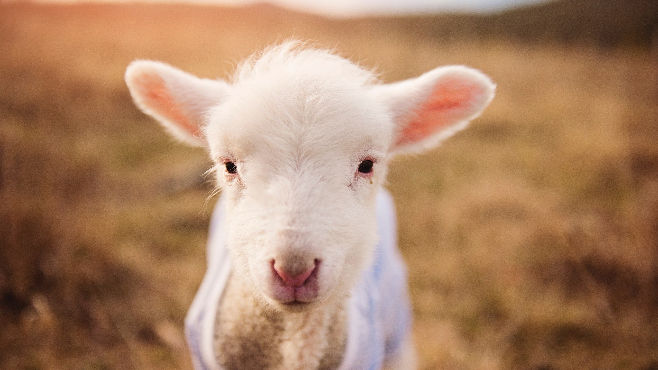 中超联赛中国青年队战平 球迷呼吁更多年轻力量，2020中超青训梯队试训公告