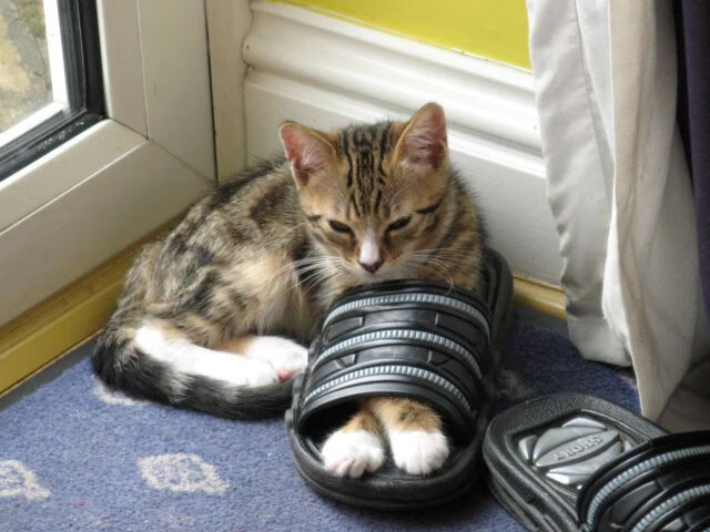 国际乒联混合团体世界杯:澳大利亚队的突破与表现对比分析,澳大利亚乒乓球公开赛比赛结果