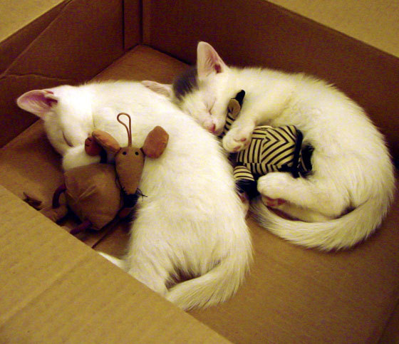 国际热身赛中国青年队战胜 球迷鼓励新人,国家队热身赛有出场费吗