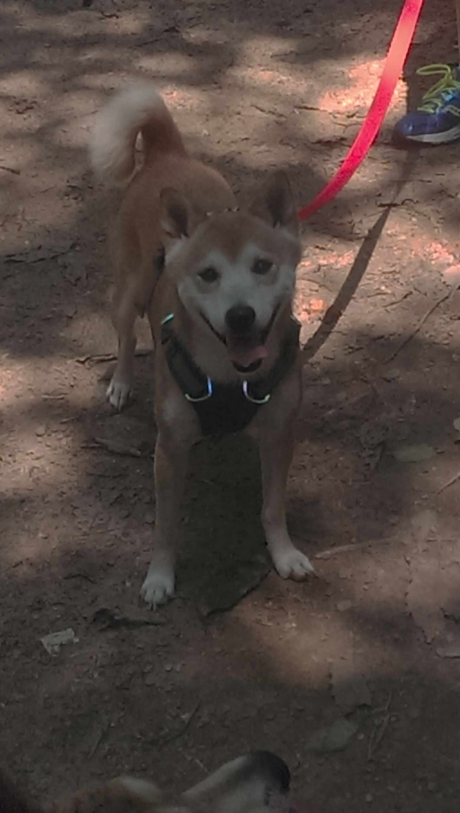 开云官网APP下载-南非男队水球拼搏精神令人敬佩，南非球王