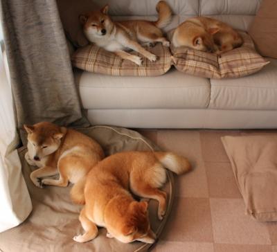 塞内加尔男篮在非洲锦标赛中刷新纪录,迈向历史高峰,塞内加尔非洲杯大名单