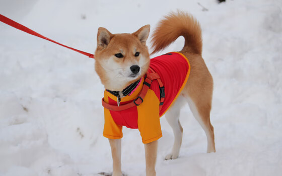 巴雷特:全黑队的“战术核心”,用智慧引领进攻潮流