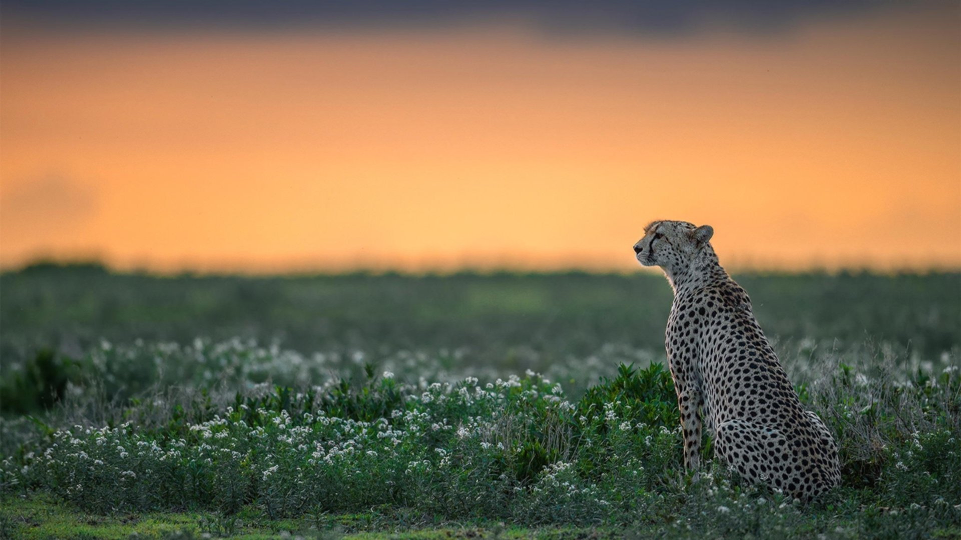 跳水压水线完美南非赢掌声,fina 跳水